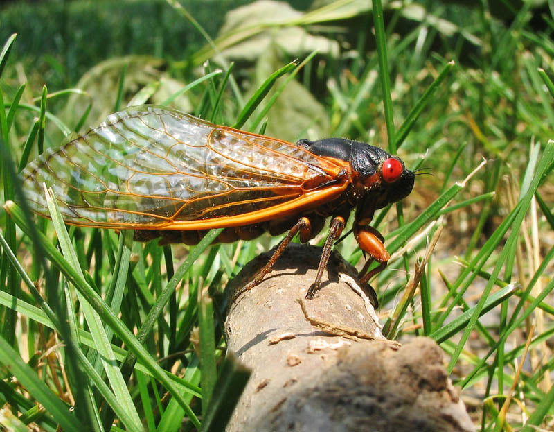 Cicada Brood X
