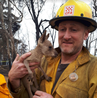 US firefighter rescues kangaroo in Australia