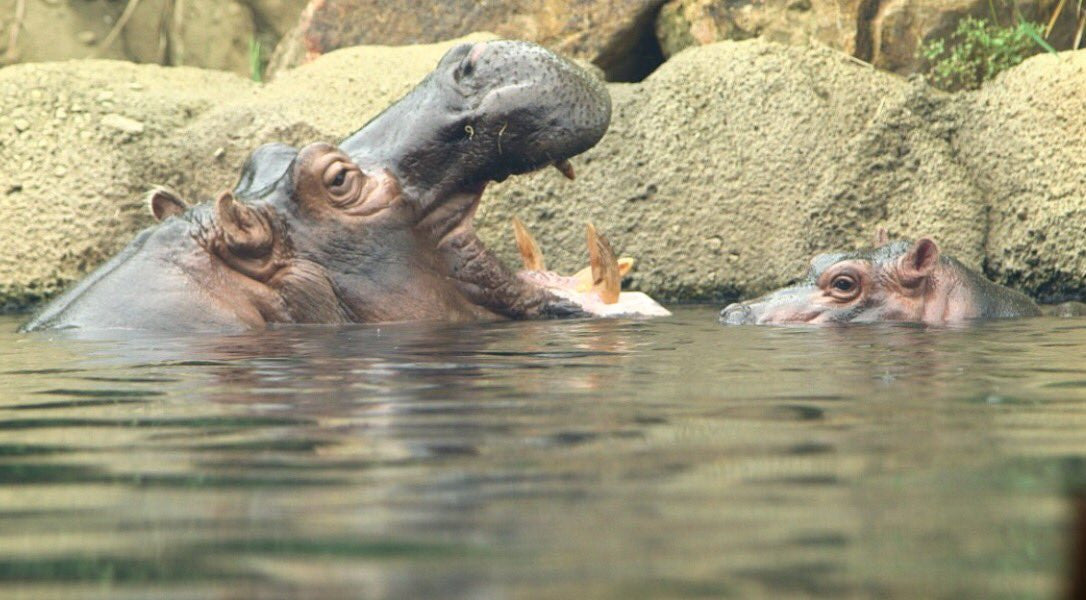 Team Fiona is Taking Over the World... And CNN