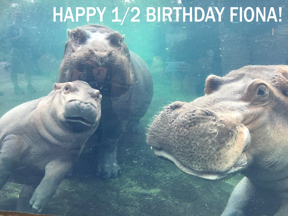 Happy 1/2 Birthday Fiona!