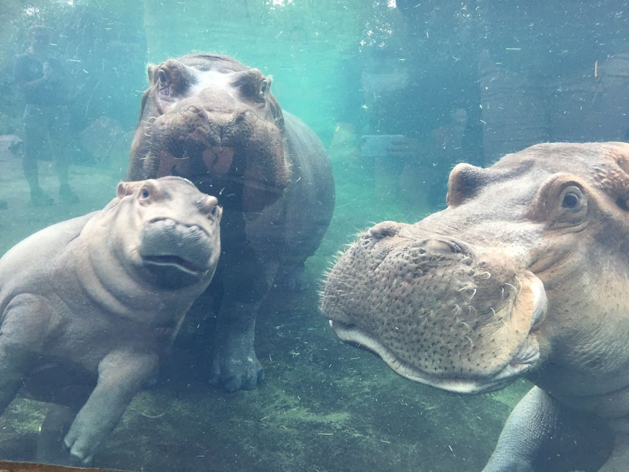 Fiona and Bibi Have Officially Reunited With Henry!