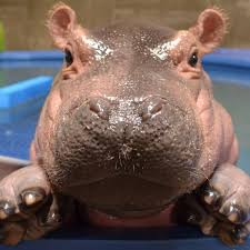 Fiona the Hippo