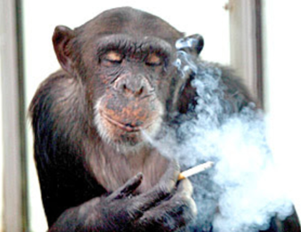Sam the Smoking Chimp Cincy Shirts Podcast