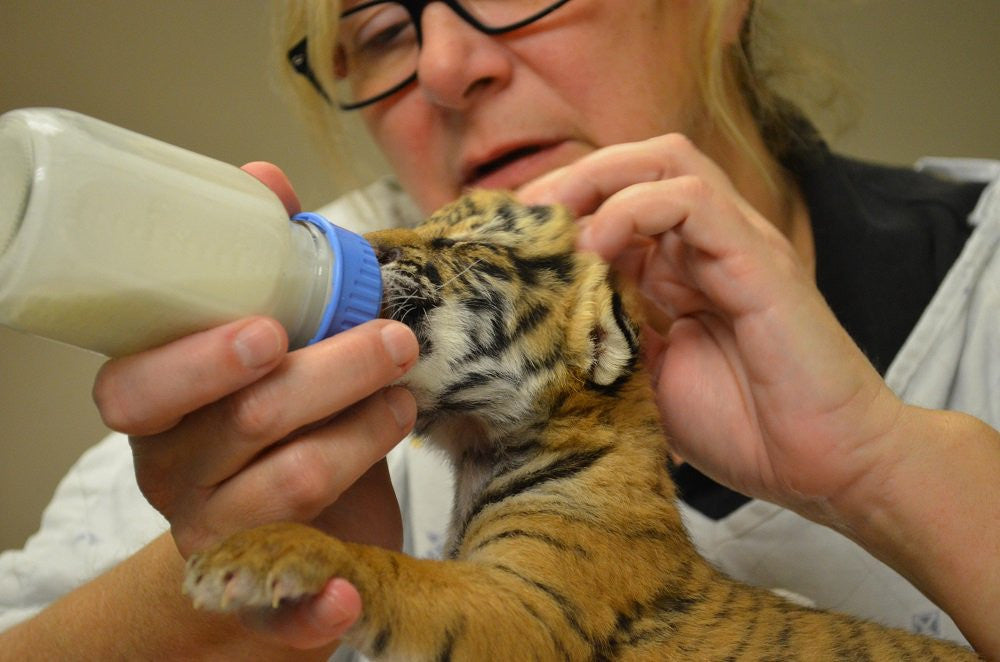 Baby Tigers at the Zoo