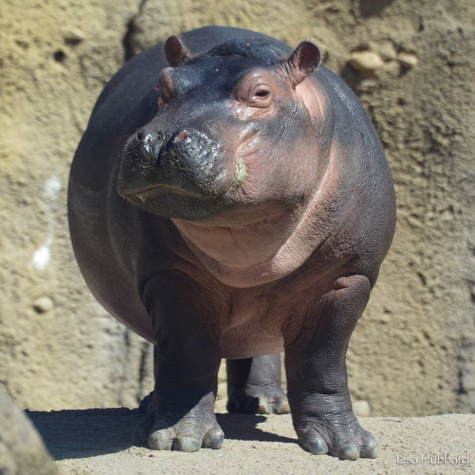 Pick Up Your Fiona 1K Race bag at Cincy Shirts Hyde Park!