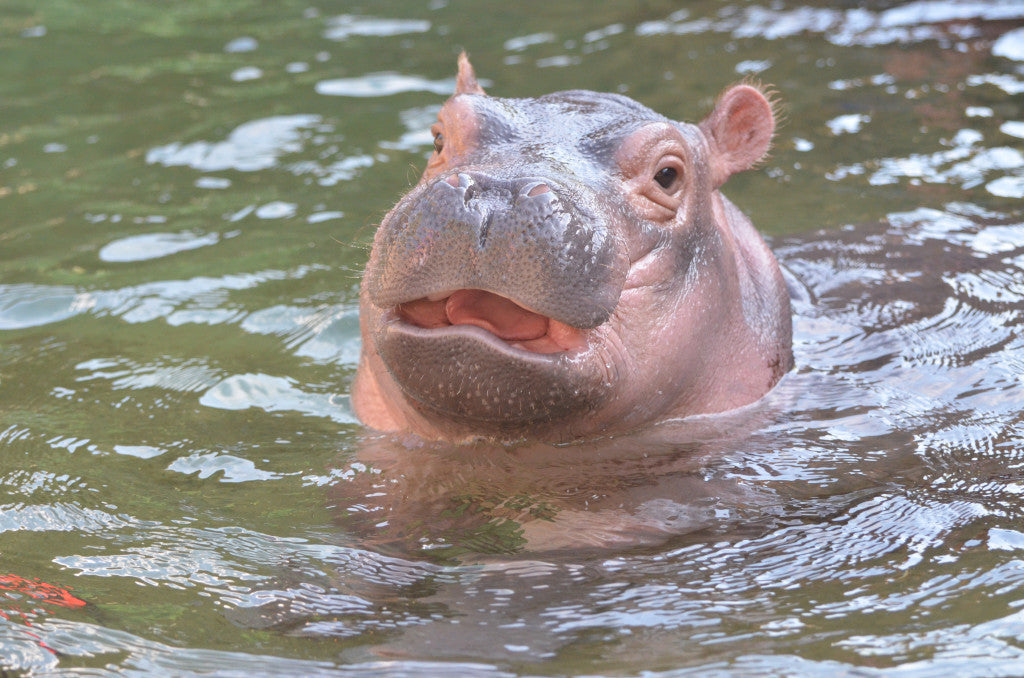 Moneyish Explains How Fiona Became a "Cash Cow"