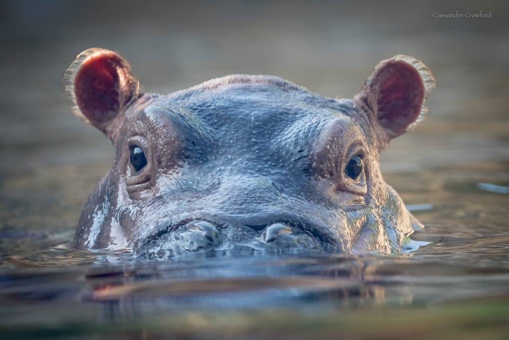 Even Fiona Farts!